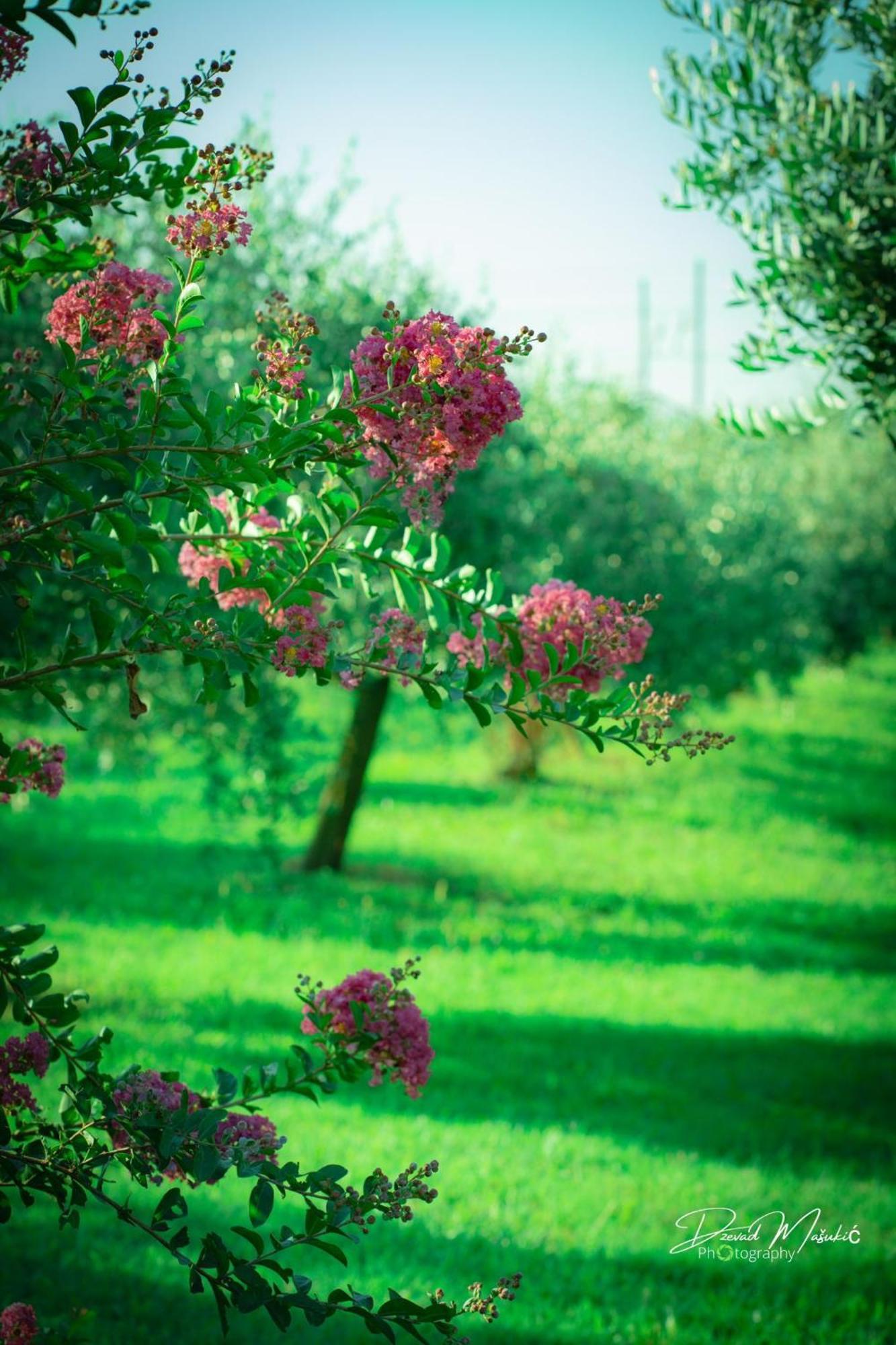 Agriturismo Olistella Palazzolo dello Stella Dış mekan fotoğraf